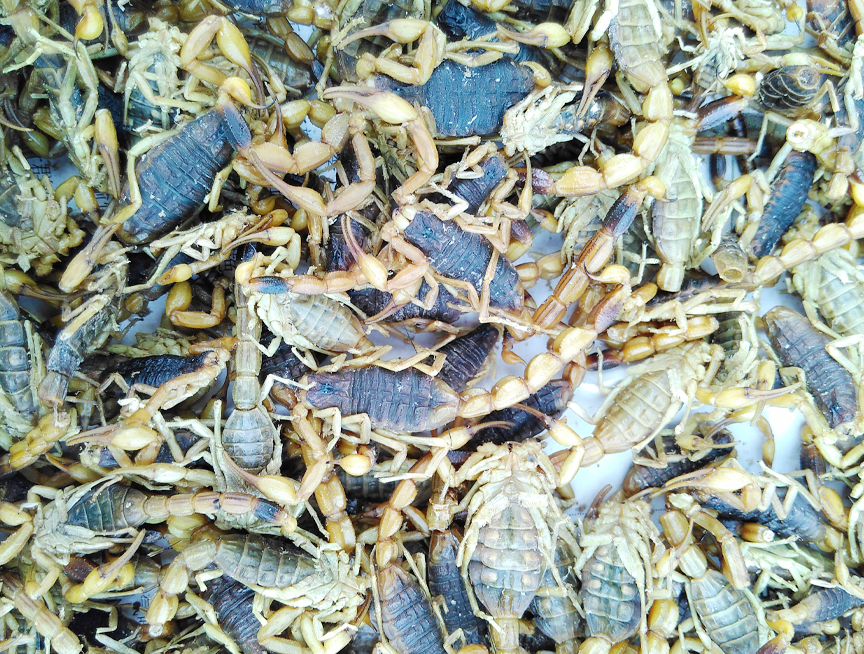 成品活蝎