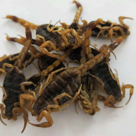 盐水蝎