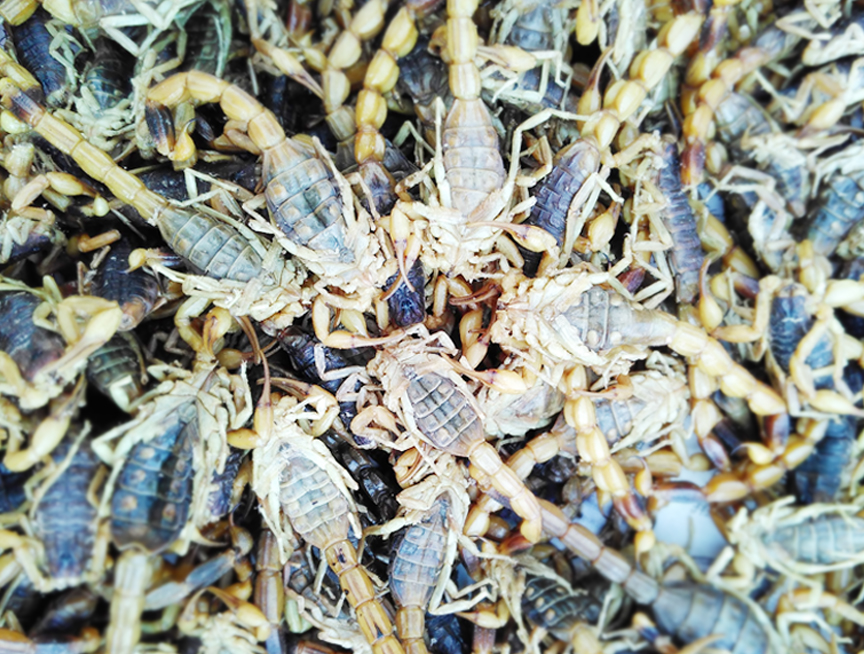 清水蝎